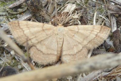 <i>Scopula rubiginata</i>