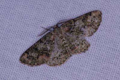 <i>Cleorodes lichenaria</i>