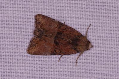 <i>Mesoligia furuncula</i>