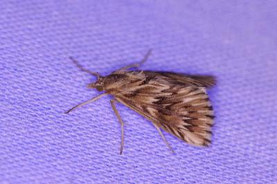 <i>Cynaeda dentalis</i>
