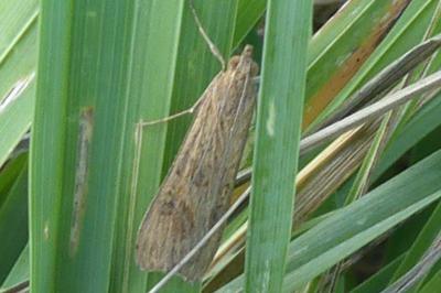 <i>Nomophila noctuella</i>