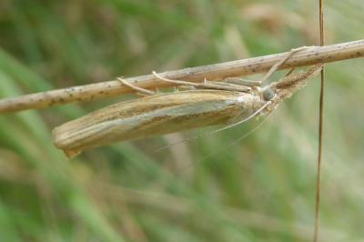 <i>Agriphila tristella</i>