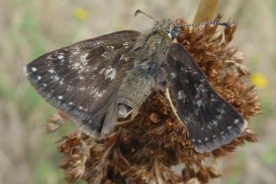 <i>Erynnis tages</i>