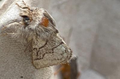 <i>Trichiura crataegi</i>