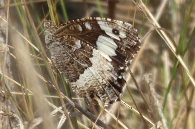 <i>Brintesia circe</i>