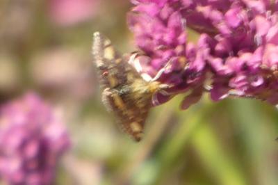 <i>Pyrausta purpuralis</i>