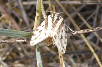 <i>Emmelia trabealis</i>