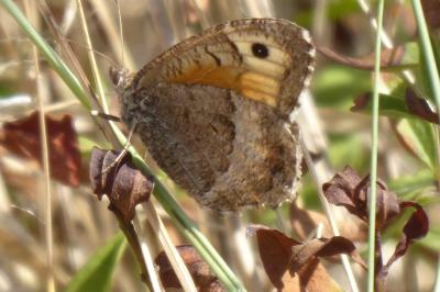<i>Arethusana arethusa</i>
