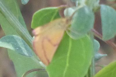 <i>Lythria purpuraria</i>