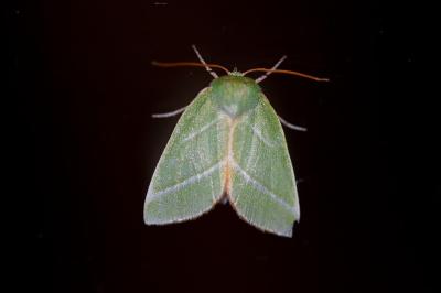 <i>Pseudoips prasinanus</i>