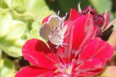 <i>Cacyreus marshalli</i>