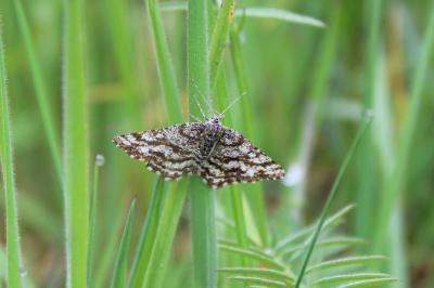 <i>Ematurga atomaria</i>