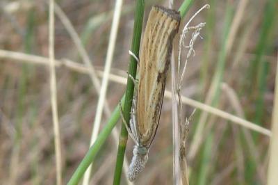 <i>Agriphila inquinatella</i>