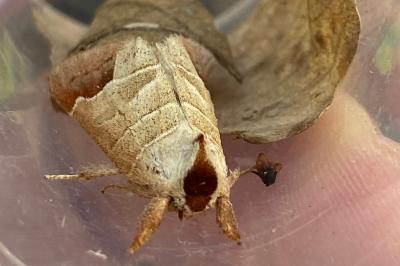 <i>Clostera curtula</i>