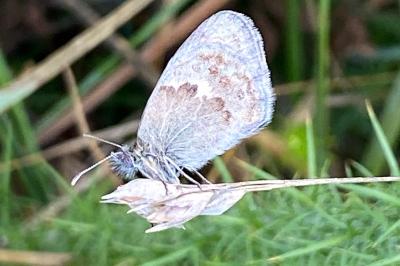 <i>Coenonympha pamphilus</i>