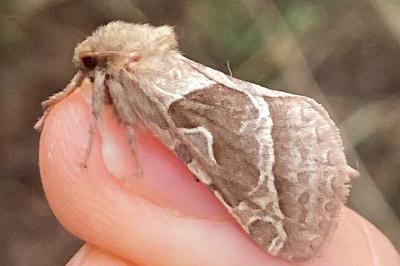 <i>Triodia sylvina</i>