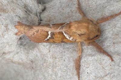 <i>Triodia sylvina</i>