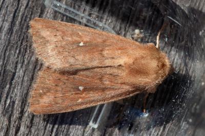 <i>Mythimna albipuncta</i>
