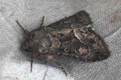 <i>Thalpophila matura</i>