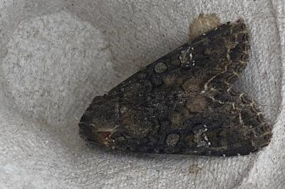 <i>Mamestra brassicae</i>