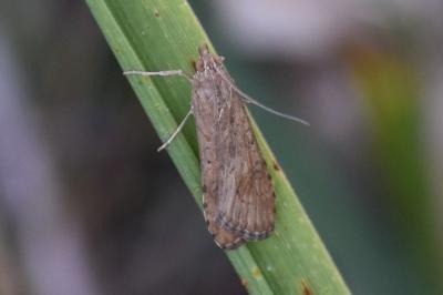 <i>Nomophila noctuella</i>