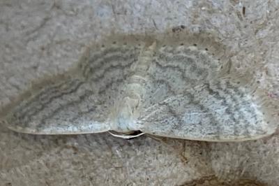 <i>Idaea subsericeata</i>
