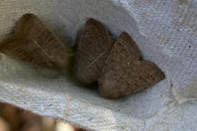 <i>Hoplodrina ambigua</i>