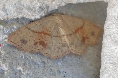 <i>Cyclophora punctaria</i>