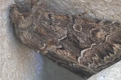 <i>Thalpophila matura</i>
