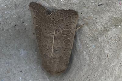 <i>Hoplodrina ambigua</i>