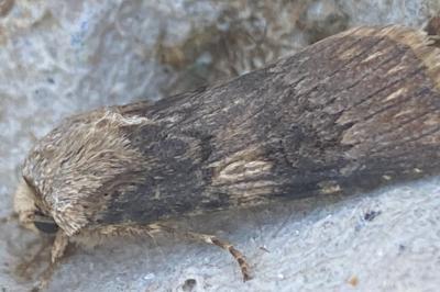 <i>Agrotis puta</i>