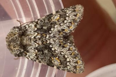 <i>Hecatera dysodea</i>