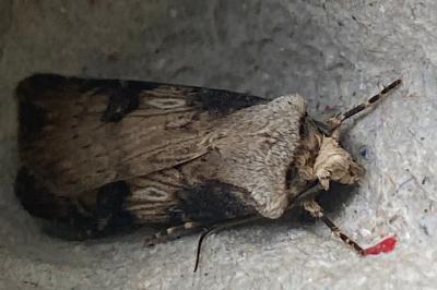 <i>Agrotis puta</i>