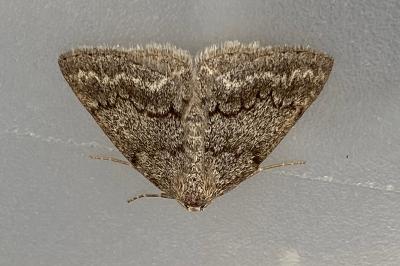 <i>Pseudoterpna coronillaria</i>