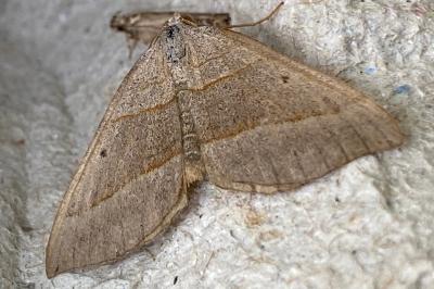 <i>Scotopteryx</i>