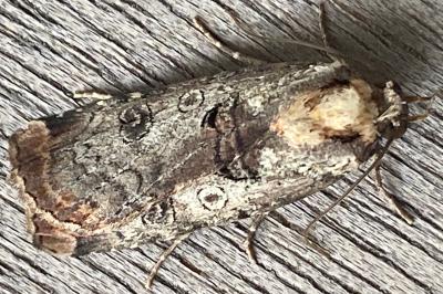 <i>Epilecta linogrisea</i>