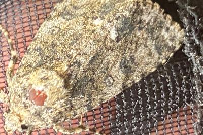 <i>Acronicta rumicis</i>
