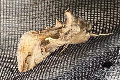 <i>Autographa gamma</i>