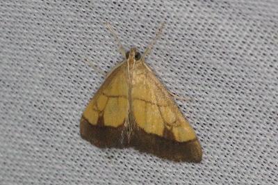 Evergestis limbata