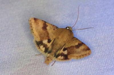 <i>Heliothis viriplaca</i>