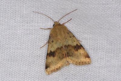 <i>Heliothis viriplaca</i>
