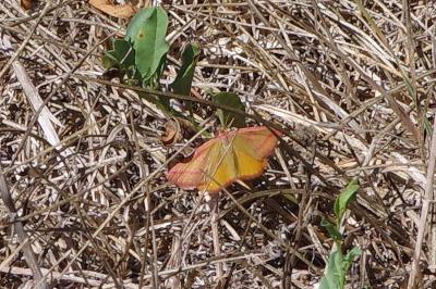 <i>Lythria purpuraria</i>