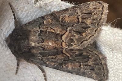 <i>Thalpophila matura</i>