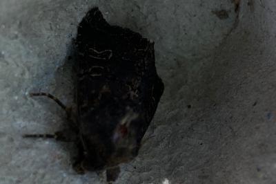 <i>Tholera cespitis</i>