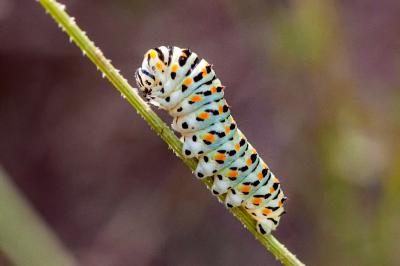 <i>Papilio machaon</i>