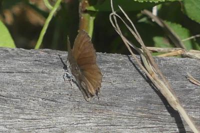 <i>Cacyreus marshalli</i>