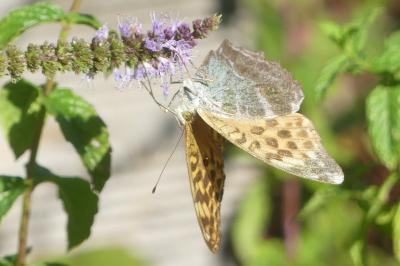 <i>Argynnis paphia</i>