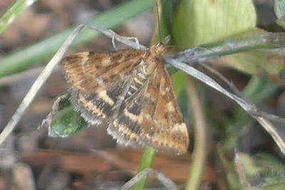 <i>Pyrausta despicata</i>