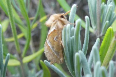 <i>Triodia sylvina</i>