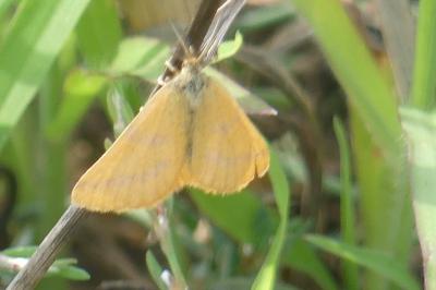 <i>Lythria purpuraria</i>